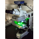 英国癌症研究所(CRUK)伦敦研究所(LRI)的科学家使用Linkam CMS196进行冷冻clxm显微镜对哺乳动物细胞的成像